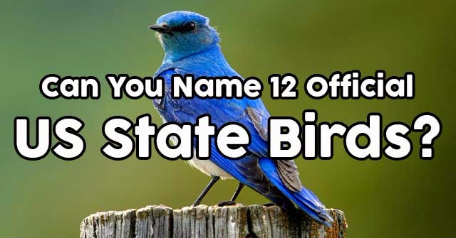 Can You Name 12 Official US State Birds? | QuizPug