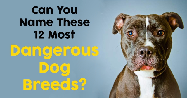most dangerous dog name