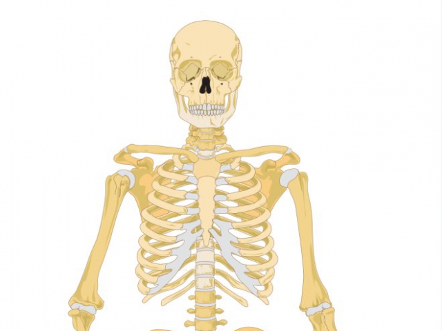 How many rib bones are in an adult human?