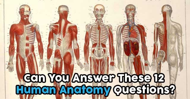 Can You Answer These 12 Human Anatomy Questions?
