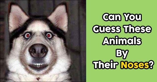Can You Guess These Animals By Their Noses?