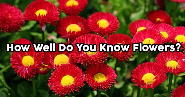 How Well Do You Know Flowers?