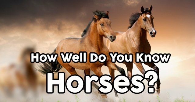 How Well Do You Know Horses?