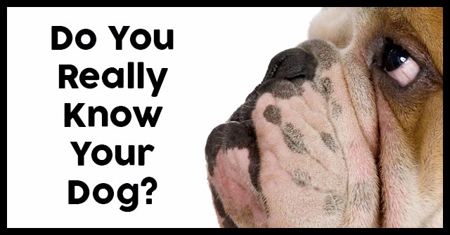 Do You Really Know Your Dog?