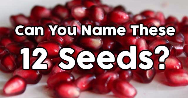 Can You Name These 12 Seeds?