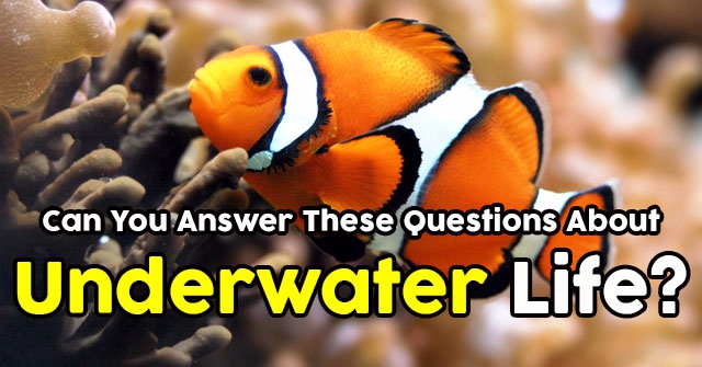 Can You Answer These Questions About Underwater Life?