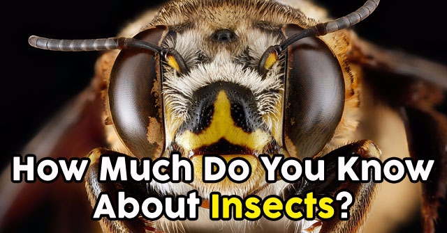 How Much Do You Know About Insects?