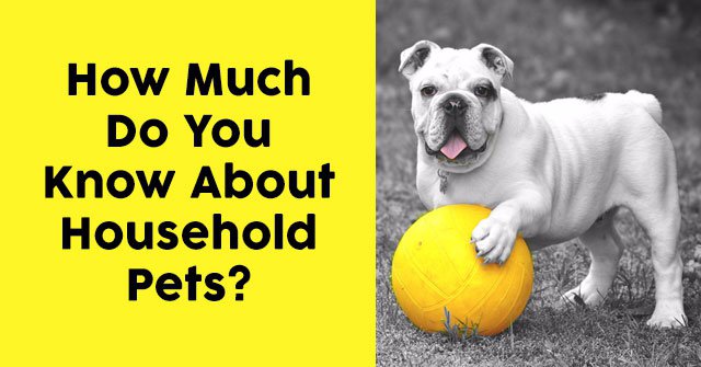 How Much Do You Know About Household Pets?