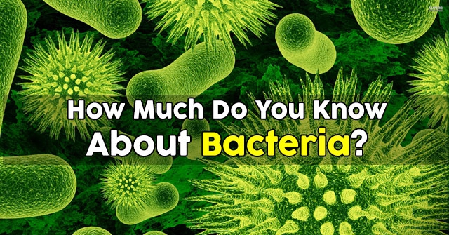 How Much Do You Know About Bacteria?
