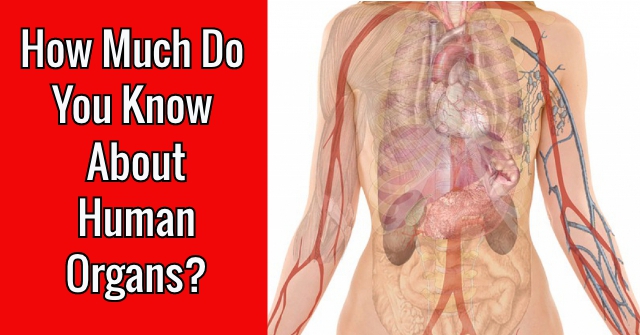 How Much Do You Know About Human Organs?