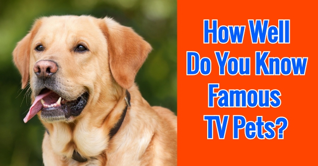 How Well Do You Know Famous TV Pets? | QuizPug