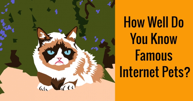 How Well Do You Know Famous Internet Pets?