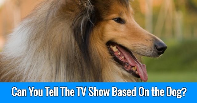 dogs in tv shows