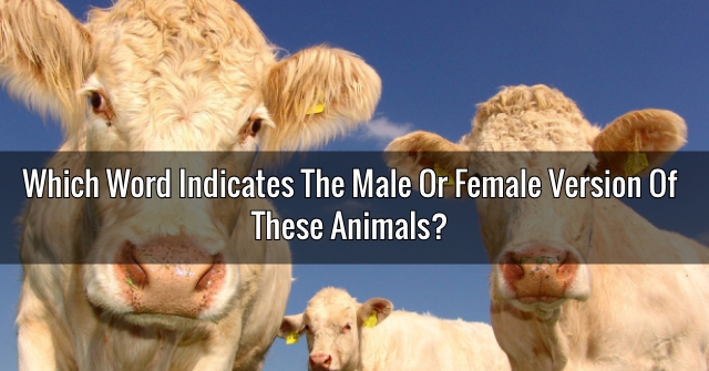 Which Word Indicates The Male Or Female Version Of These Animals?