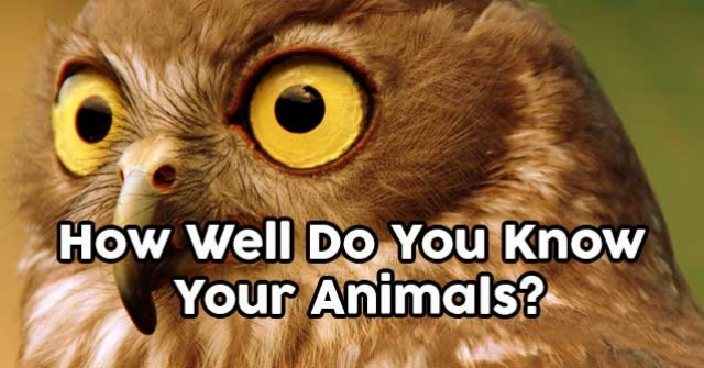 How Well Do You Know Your Animals? | QuizPug