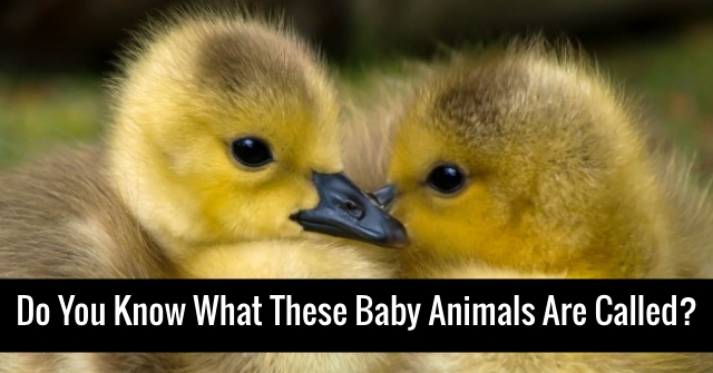 Do You Know What These Baby Animals Are Called? | QuizPug