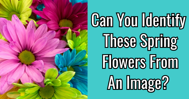 Can You Identify These Spring Flowers From An Image?